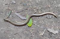 Anguis fragilis