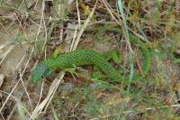 Lacerta bilineata
