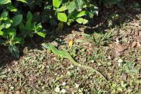 Lacerta bilineata