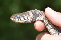 Natrix helvetica