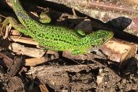 Lacerta bilineata