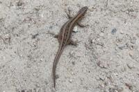 Lacerta agilis