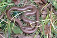 Anguis fragilis