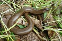 Anguis fragilis