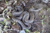 Vipera aspis