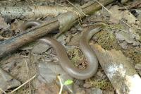 Anguis fragilis