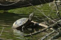 Trachemys scripta