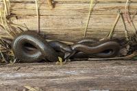 Anguis fragilis