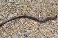 Anguis fragilis