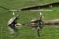 Trachemys