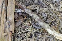 Vipera aspis