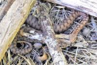 Vipera aspis