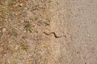 Vipera aspis