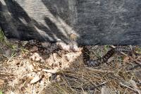Vipera aspis