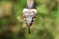 Natrix helvetica