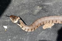 Natrix helvetica