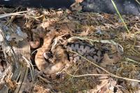 Vipera aspis