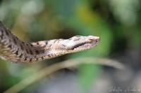 Vipera aspis