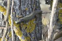 Lacerta bilineata