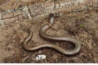 Anguis fragilis