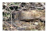 Natrix helvetica