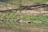 Trachemys scripta