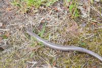 Anguis fragilis