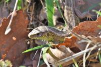 Lacerta agilis