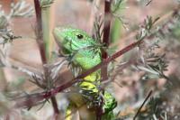 Lacerta bilineata