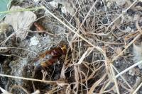 Volucella