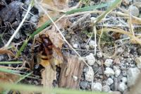 Volucella