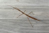 Clonopsis gallica