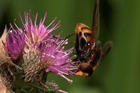 Volucella zonaria