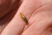 Chrysoperla