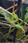 Mantis religiosa