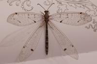 Distoleon tetragrammicus