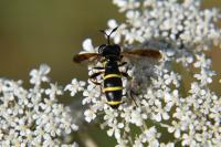 Ceriana conopsoides