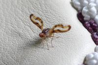Toxoneura muliebris
