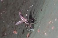 Stegomyia albopicta