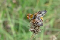 Ectophasia crassipennis