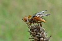 Ectophasia crassipennis
