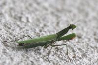 Mantis religiosa