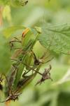 Mantis religiosa