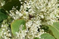 Ectophasia crassipennis