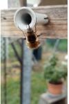 Bombylius major