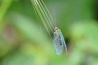 Chrysopa perla
