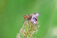 Ectophasia crassipennis