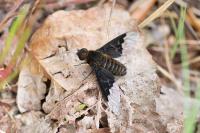 Hemipenthes morio