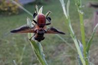 Trichopoda pictipennis