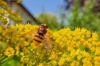 Volucella zonaria